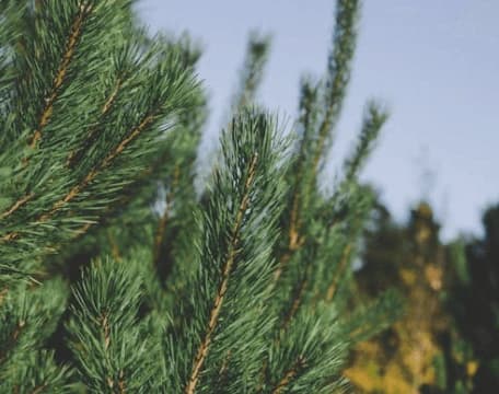 Servicio de Clasificación de Images Con CNN